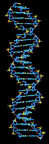 Estructura en doble h�lice del ADN