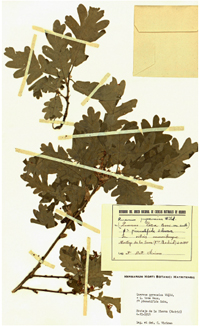 Quercus pirenaica. Pliego de herbario. Real Jard&iacute;n Bot&aacute;nico, CSIC