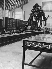 Diplodocus, National Museum of Natural Sciences, Madrid, c.1920