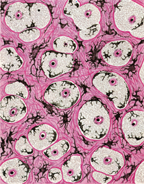 C&eacute;lulas negras (melan&oacute;foros) de la piel de un conejo. Dibujo de P&iacute;o del R&iacute;o-Hortega, publicado en la revista Residencia, 1933. Residencia de Estudiantes, Madrid