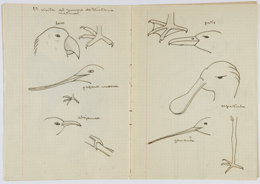 Cuaderno de excursi&oacute;n al Museo de Historia Natural de Ana Mar&iacute;a Espinosa Sa&aacute;, alumna del Instituto-Escuela, 1933-1934