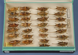 Caja entomol&oacute;gica con ejemplares de ambos sexos de Actias isabelae (Graells, 1849), procedentes de los pinares llanos de la Sierra de Gredos, Colecci&oacute;n de Entomolog&iacute;a
