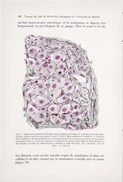 Fernando de Castro, &laquo;Trabajos del Laboratorio de Investigaciones Biol&oacute;gicas de la Universidad de Madrid / Travaux du Laboratoire de Recherches Biologiques de l&rsquo;Universit&eacute; de Madrid&raquo;, suite de la Revista Trimestral Microgr&aacute;fica, tomo xxiv, Madrid