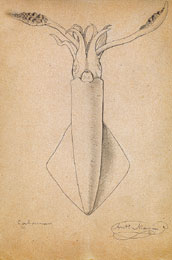 Antonio Mar&iacute;n, Calamar, s. a. L&aacute;piz sobre papel, 24 x 16 cm